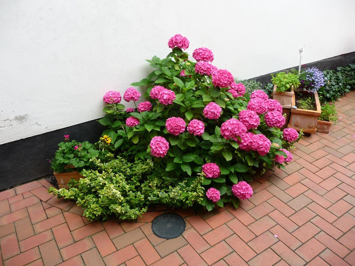 Hahns Apartment Rostock